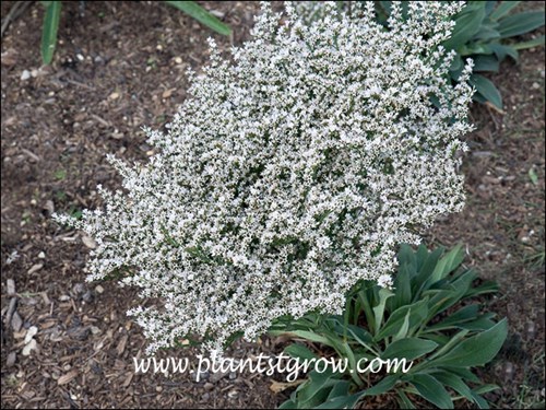 This images illustrates how the flowers typically lean.